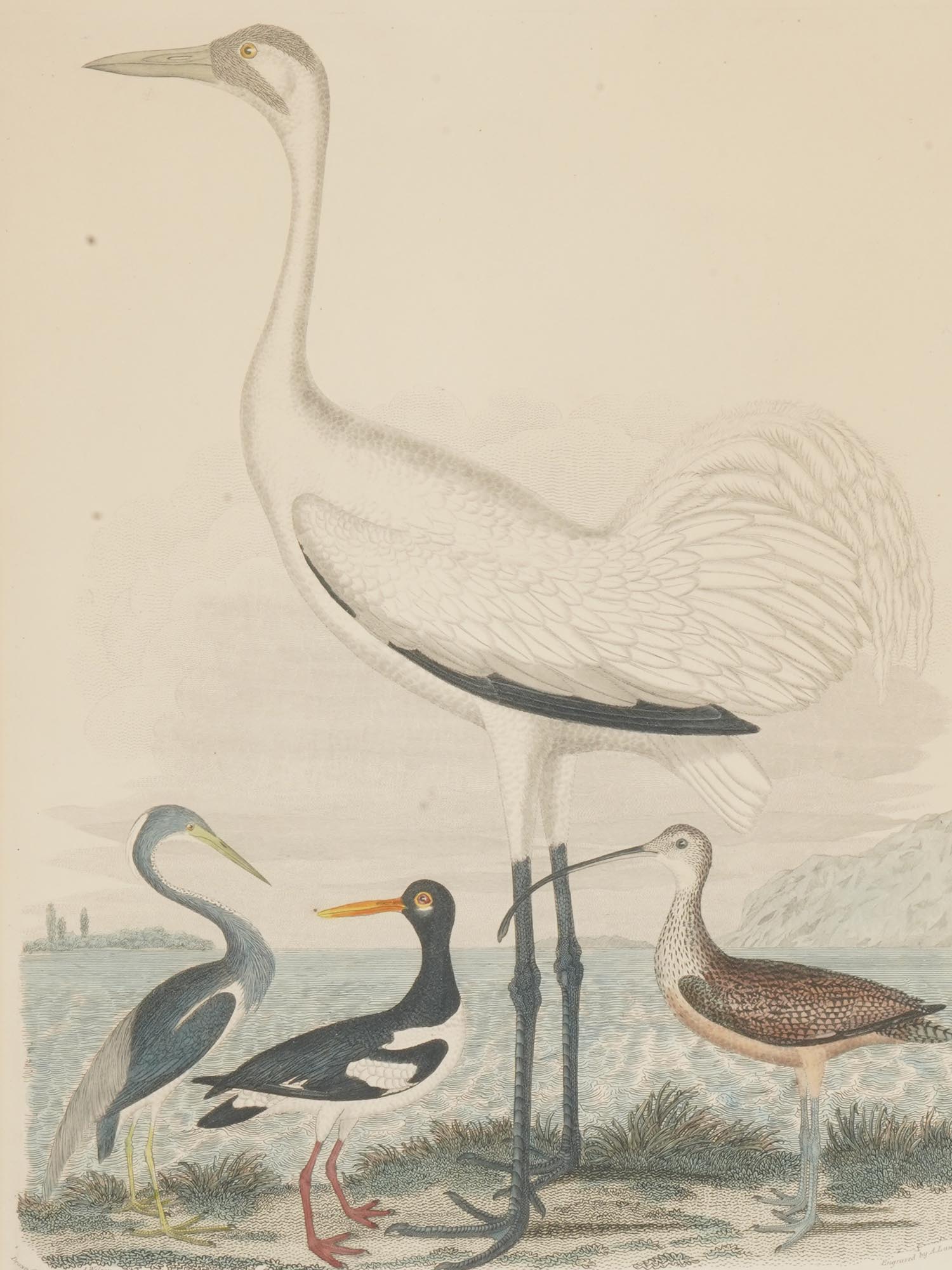 TWO COLOR LITHOGRAPHS BIRDS BY ALEXANDER LAWSON PIC-1